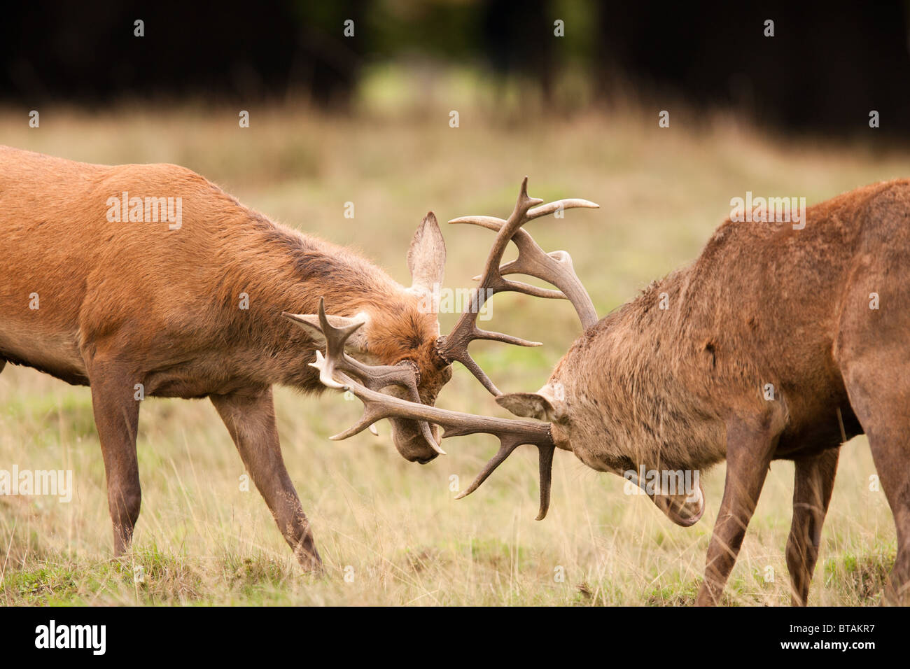 Une paire de red deer (Cervus elaphus) bois de blocage à l'assemblée annuelle de l'ornière dans le quartier londonien de Richmond Park. Banque D'Images