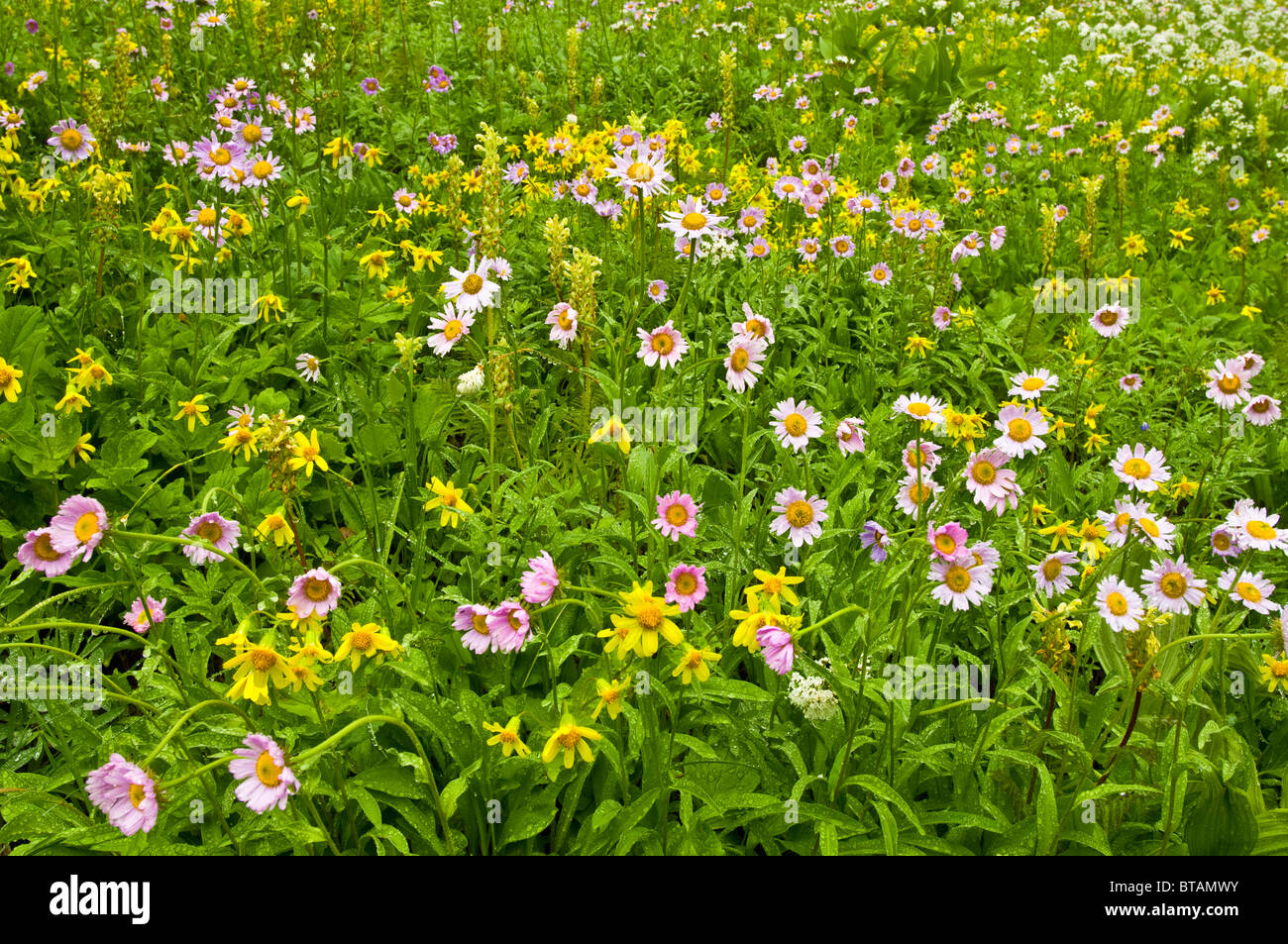 Fleurs sauvages au Paradise, Mount Rainier National Park, Washington. Banque D'Images