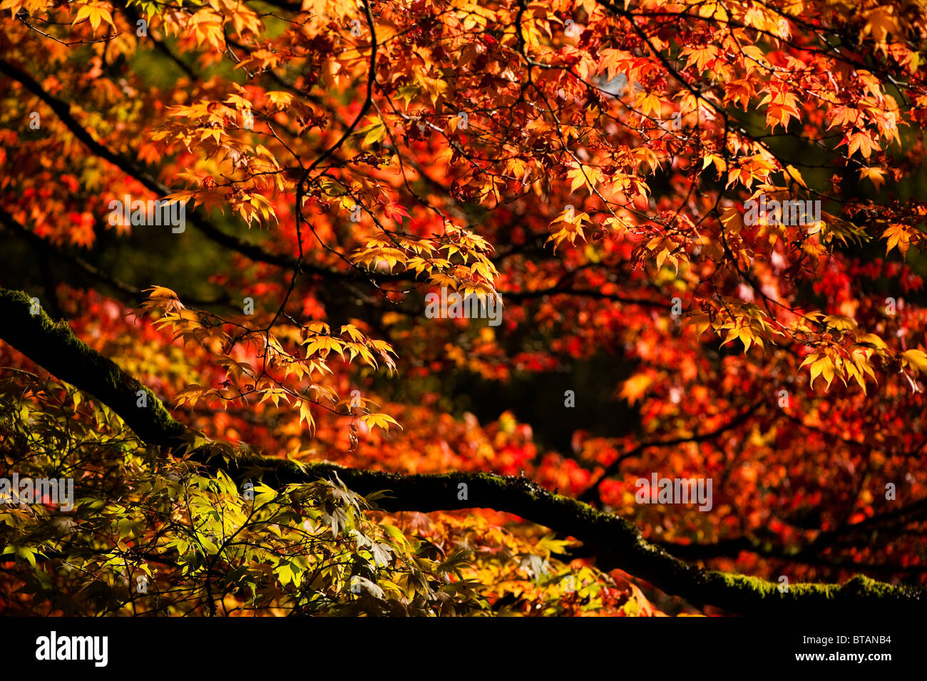 Acer palmatum s Matsumarae en automne à Westonbirt Arboretum, Royaume-Uni Banque D'Images