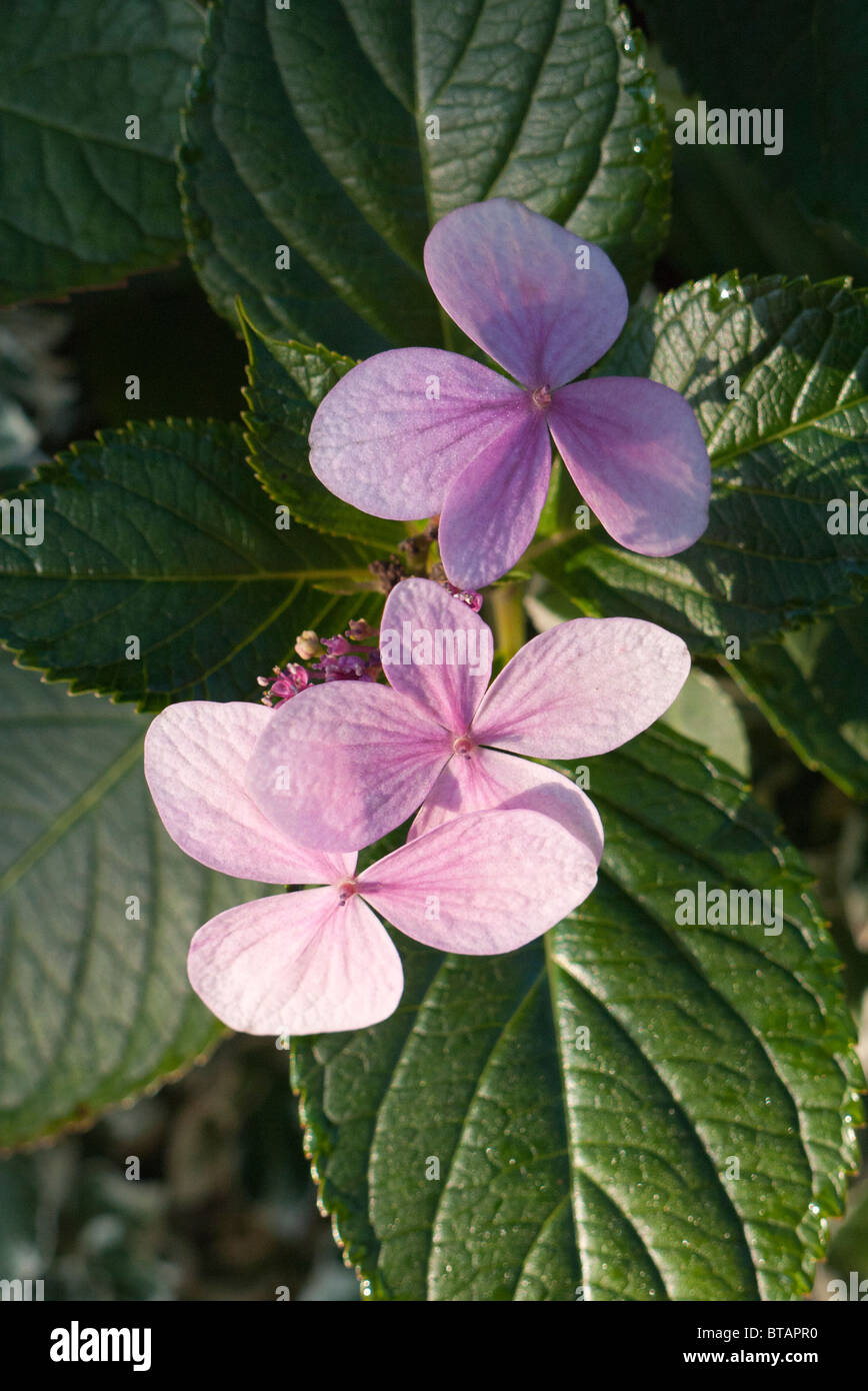 Hortensia rose fleurs Banque D'Images