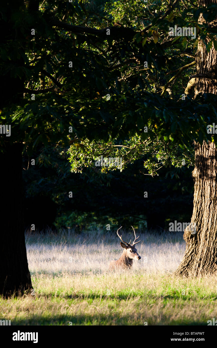Capturés dans la lumière déclinante, une red deer repose à l'assemblée annuelle de l'ornière dans le quartier londonien de Richmond Park. Banque D'Images