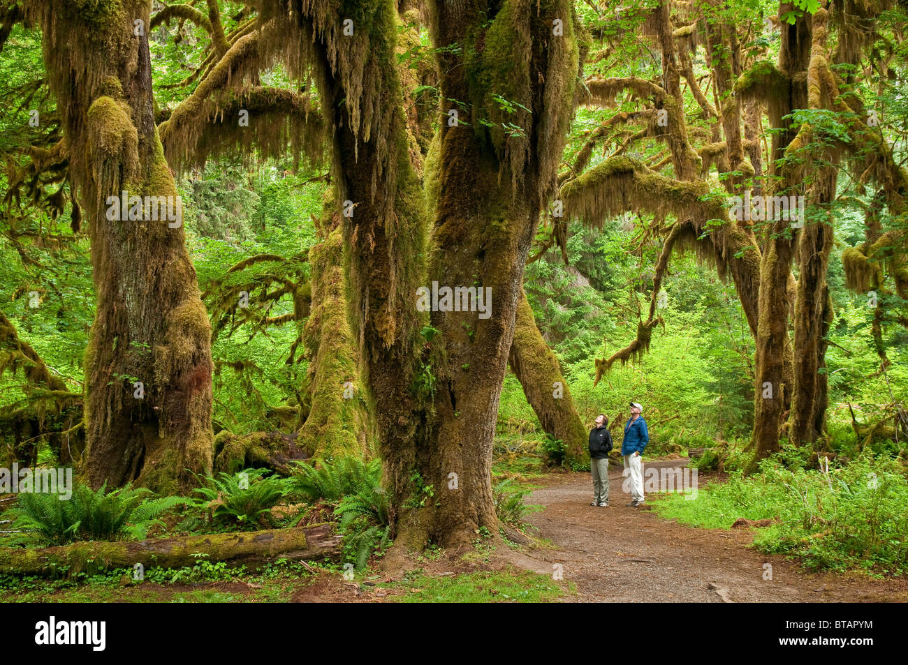 L'érable à grandes feuilles d'arbres, de mousses Hall Trail, Hoh Rainforest, Olympic National Park, Washington. Banque D'Images