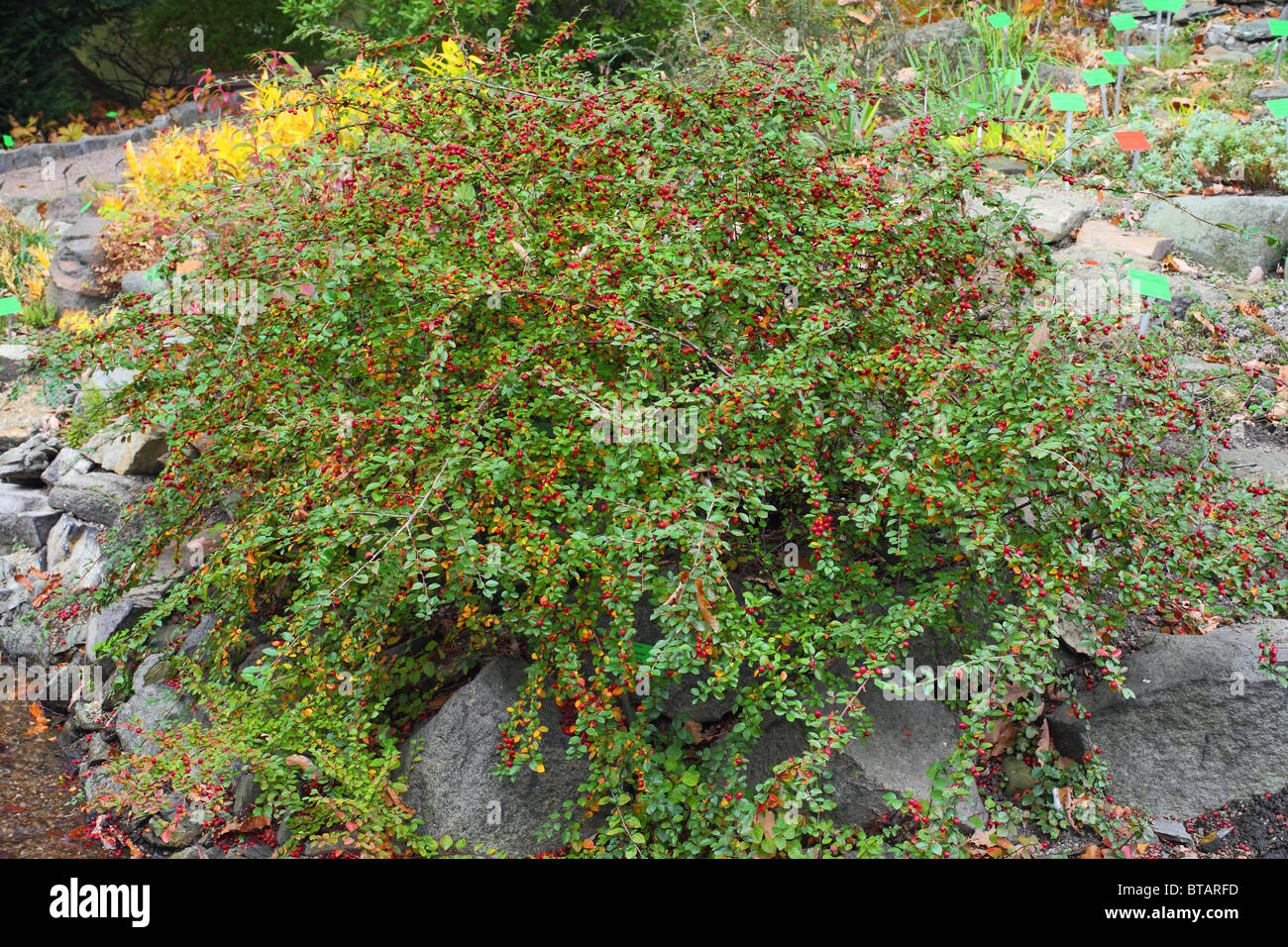 Les feuilles d'automne feuillage propagation cotoneaster Cotoneaster divaricatus baies Banque D'Images