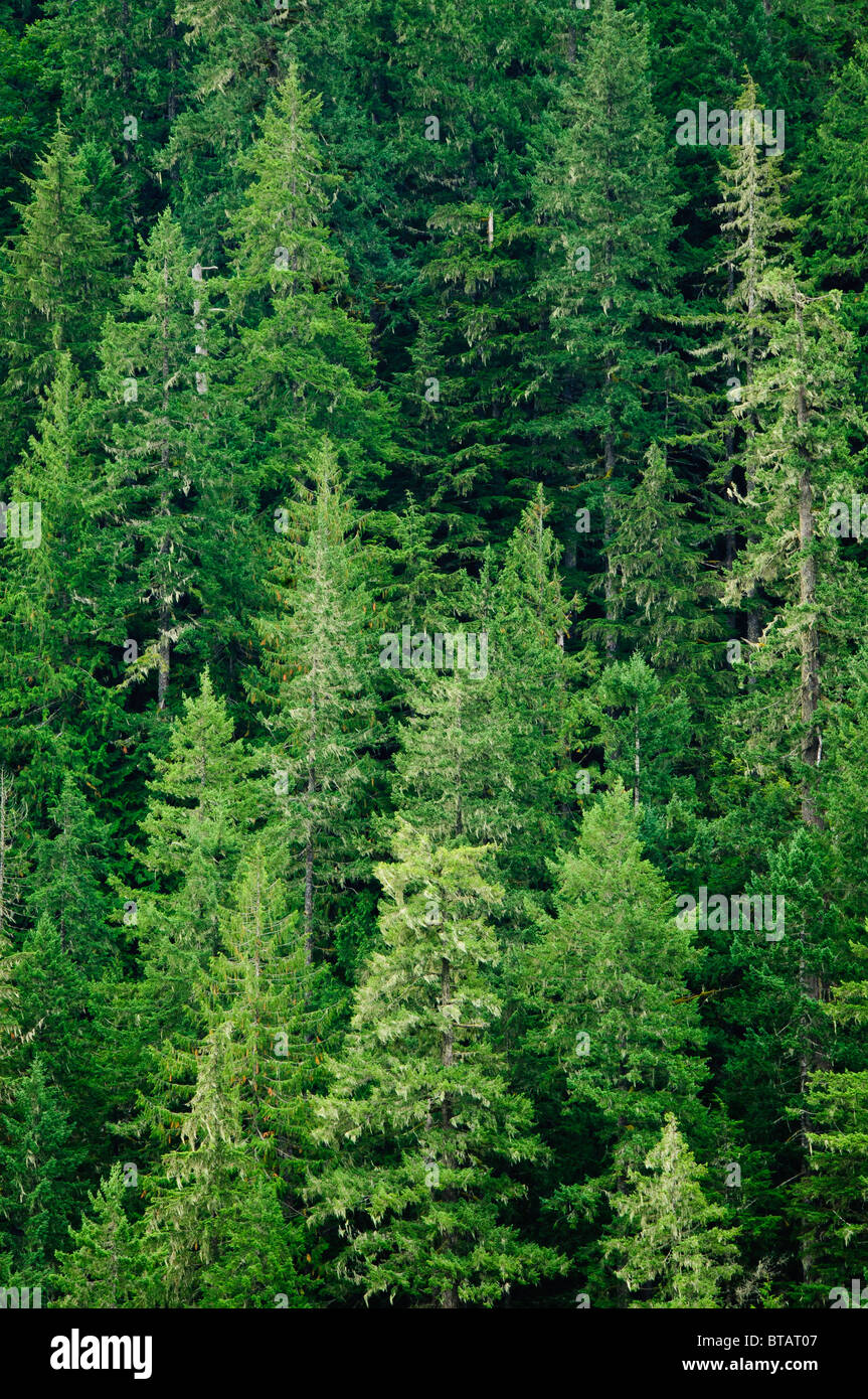 La forêt de conifères, principalement douglas de Menzies, drainage de la rivière Cascade, le mont Baker-Snoqualmie National Forest, Washington Banque D'Images