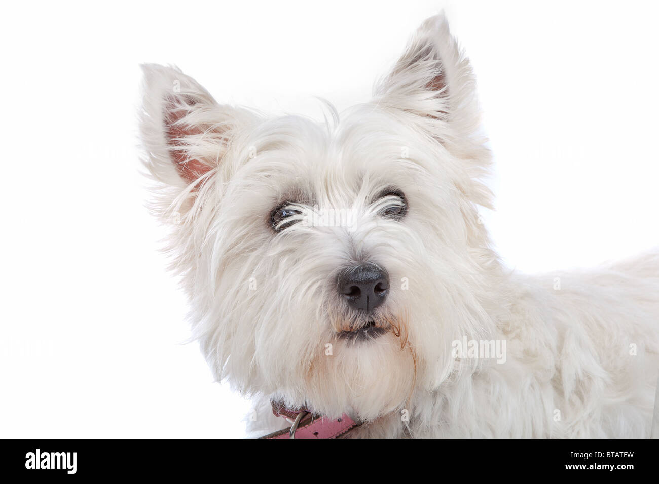 West Highland White Terrier isolated on white Banque D'Images