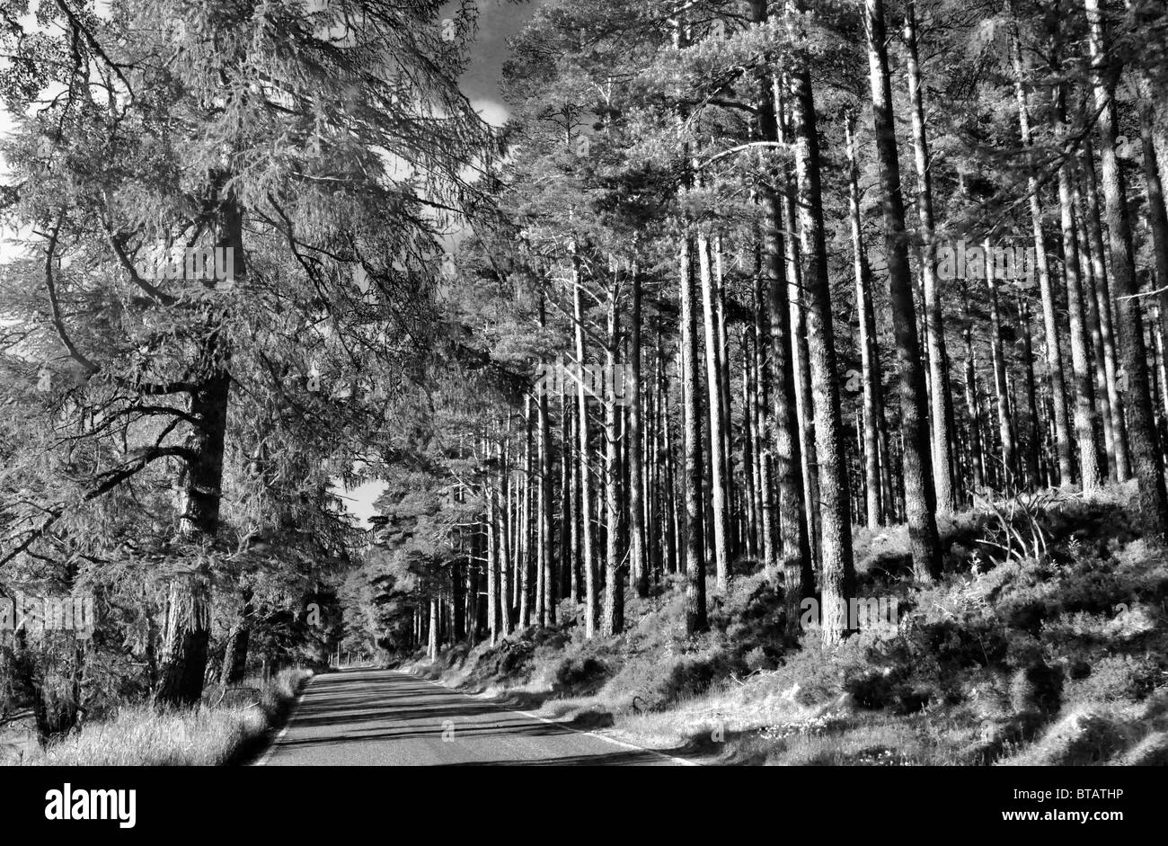 Route de campagne près de Carrbridge, en Écosse. Banque D'Images