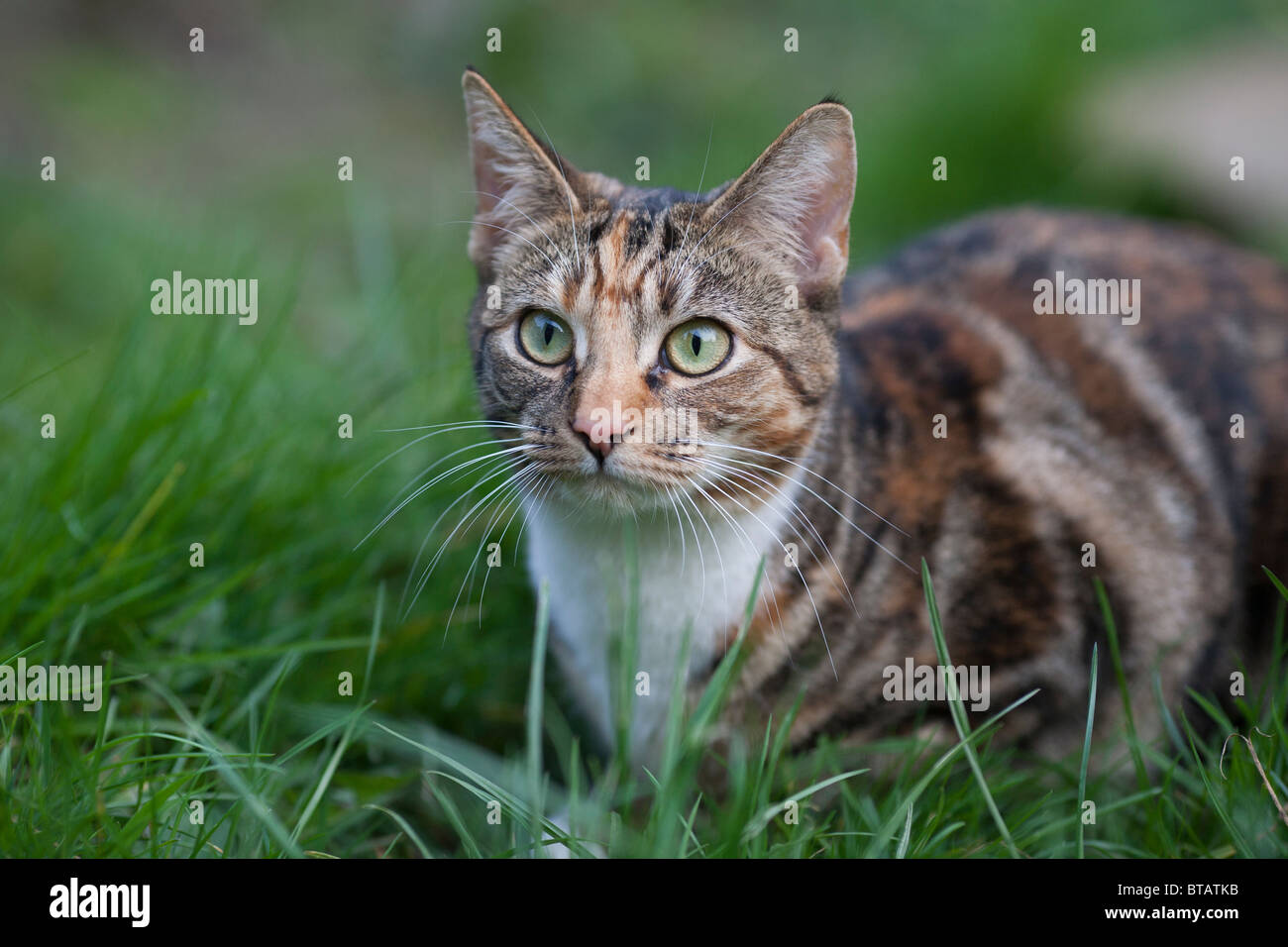 Une Femelle Marron Et Noir Chat Tigre Assis Dans L Herbe Photo Stock Alamy