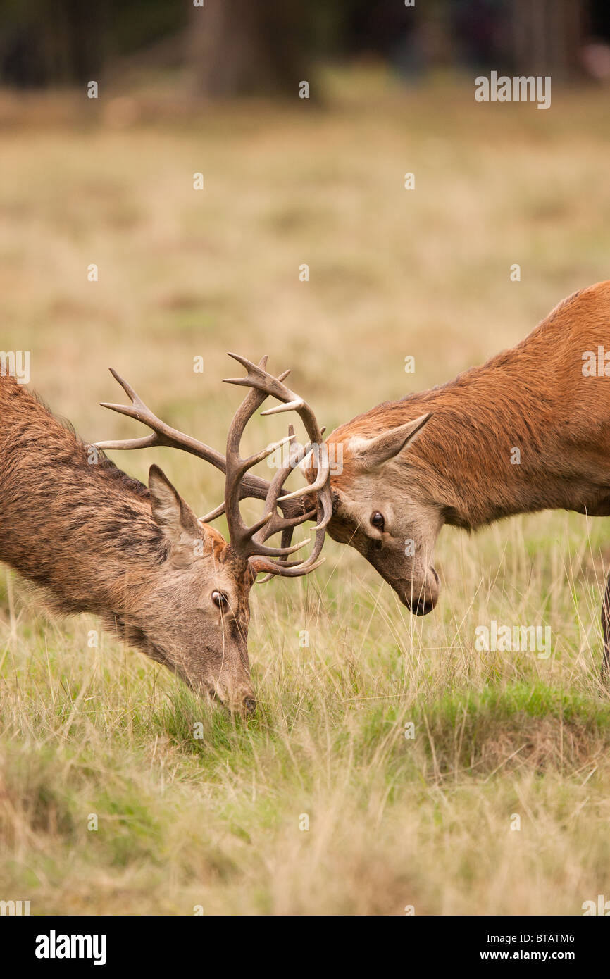 Une paire de l'orniérage red deer (Cervus elaphus) attaquer les uns avec les autres à l'assemblée annuelle de l'ornière dans le quartier londonien de Richmond Park. Banque D'Images