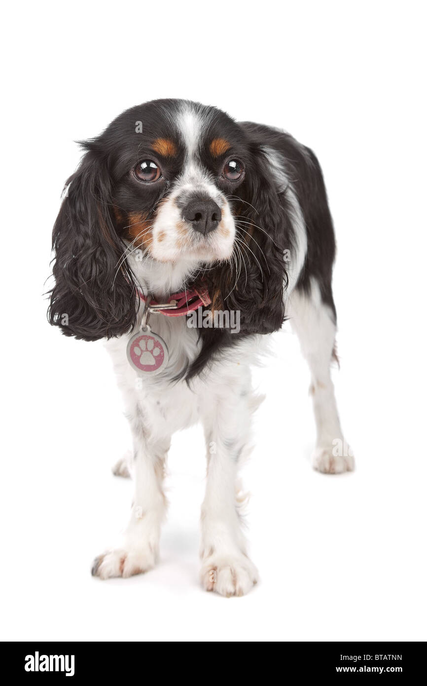 Cavalier King Charles Spaniel isolated on white Banque D'Images