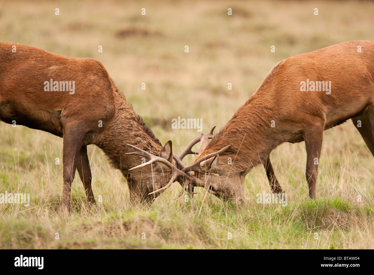 Une paire de red deer (Cervus elaphus) bois de blocage à l'assemblée annuelle de l'ornière dans le quartier londonien de Richmond Park. Banque D'Images