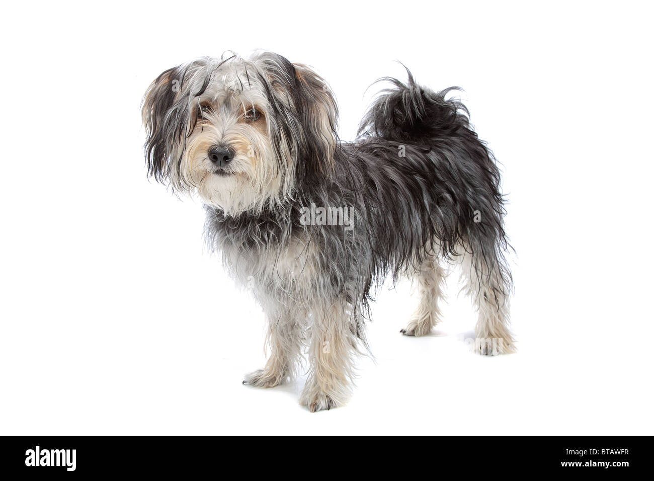 Mixed breed dog / yorkshire terrier maltais Banque D'Images