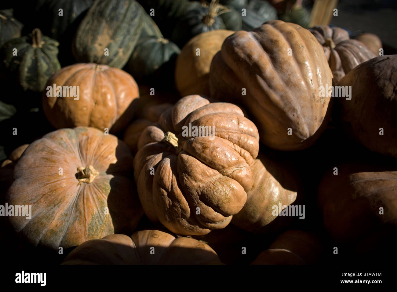 Les citrouilles pour Halloween sont en vente à la Jamaïque Marché aux Fleurs dans la ville de Mexico, 18 octobre 2010. Banque D'Images