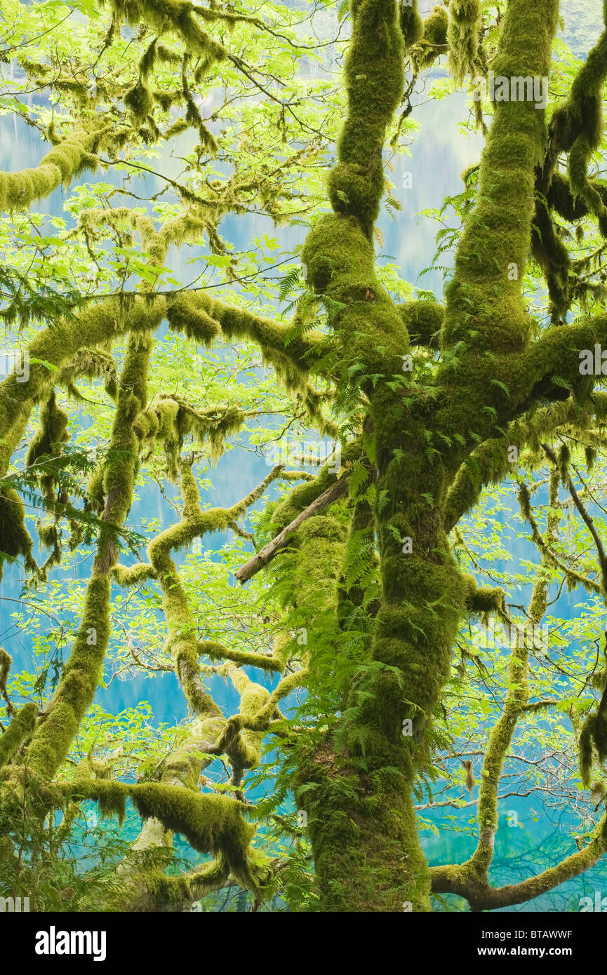L'Érable (Acer macrophyllum) recouverts de mousse et de fougères, le lac Crescent, Olympic National Park, Washington USA Banque D'Images