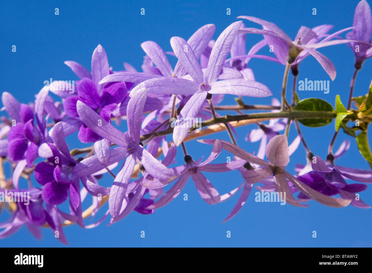 Petrea volubilis ou le papier abrasif vine en pleine floraison Banque D'Images