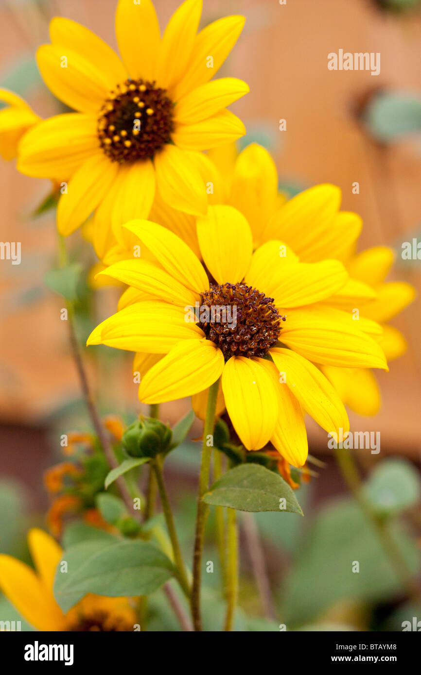 Sur fond jaune tournesol Banque D'Images