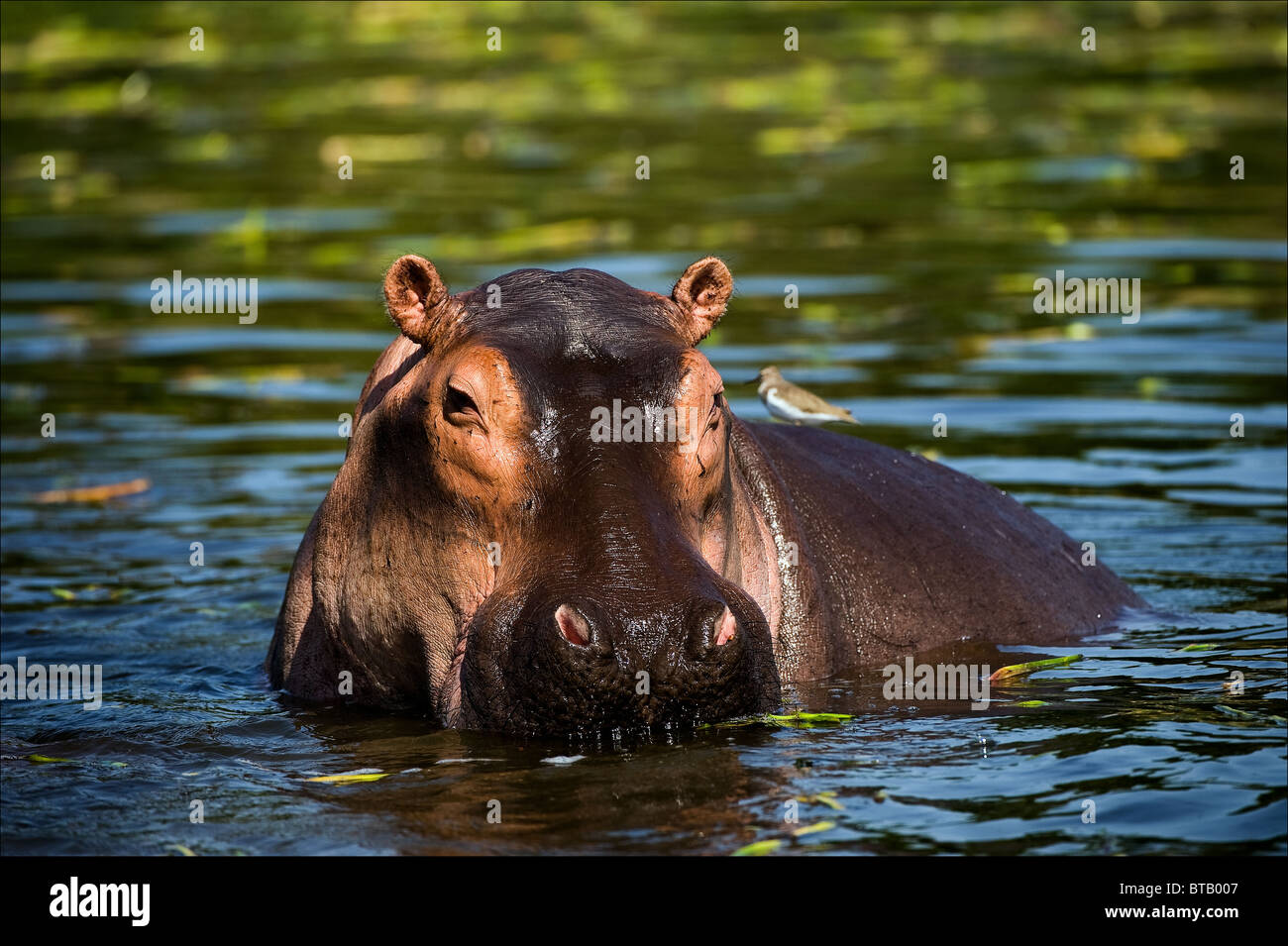 L'hippopotame commun dans l'eau de l'Afrique. Banque D'Images