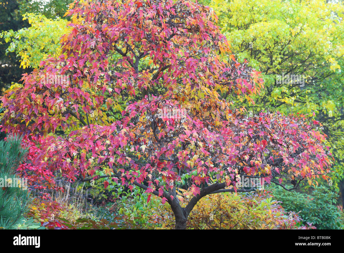 Feuilles d'érable japonais rouge en automne Banque D'Images