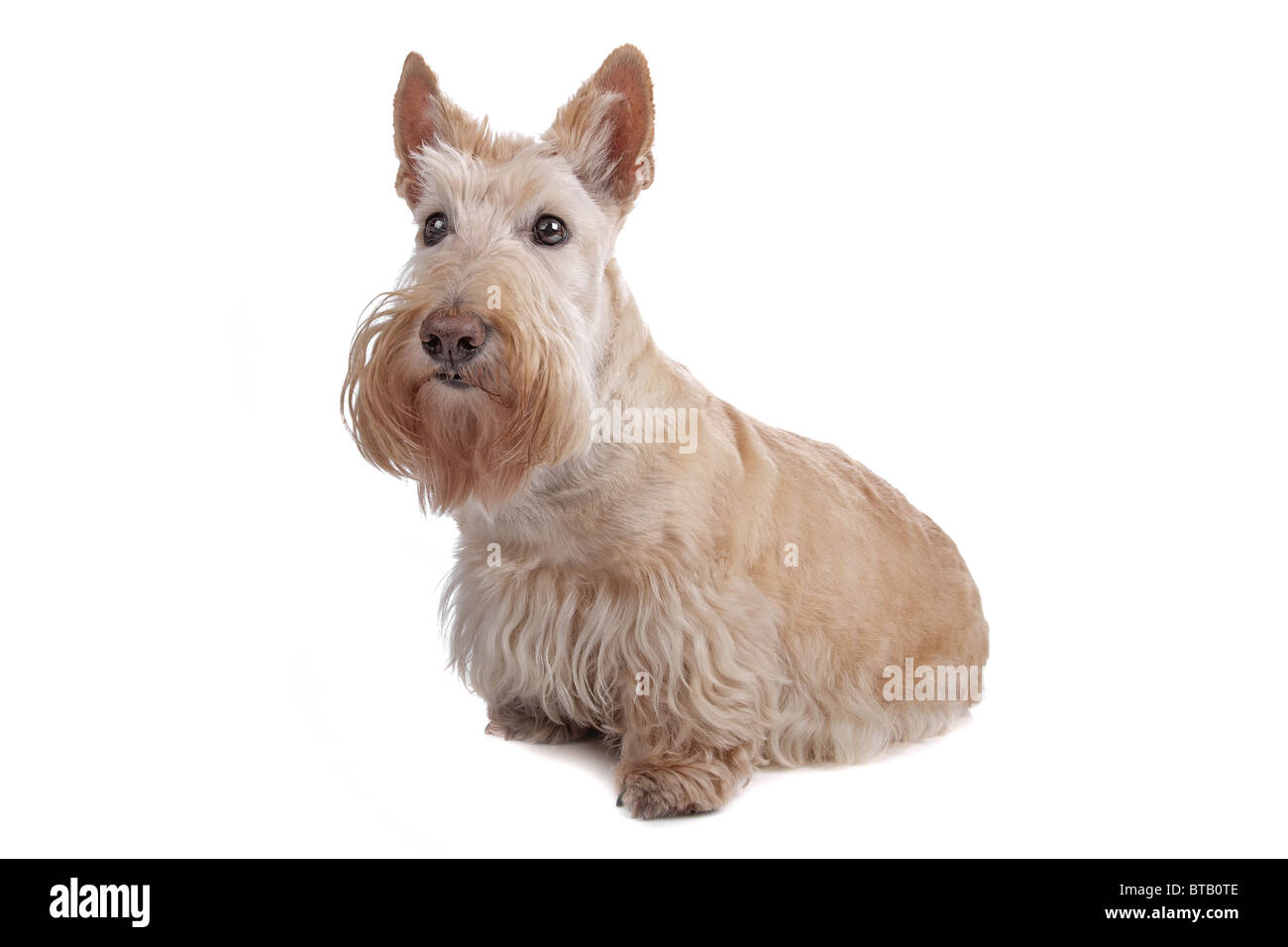 Scottish Terrier Banque D'Images