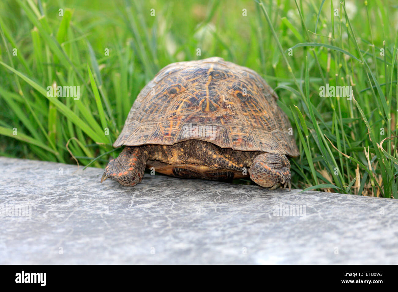 L'homme fort orné (tortues Terrapene ornata) Banque D'Images