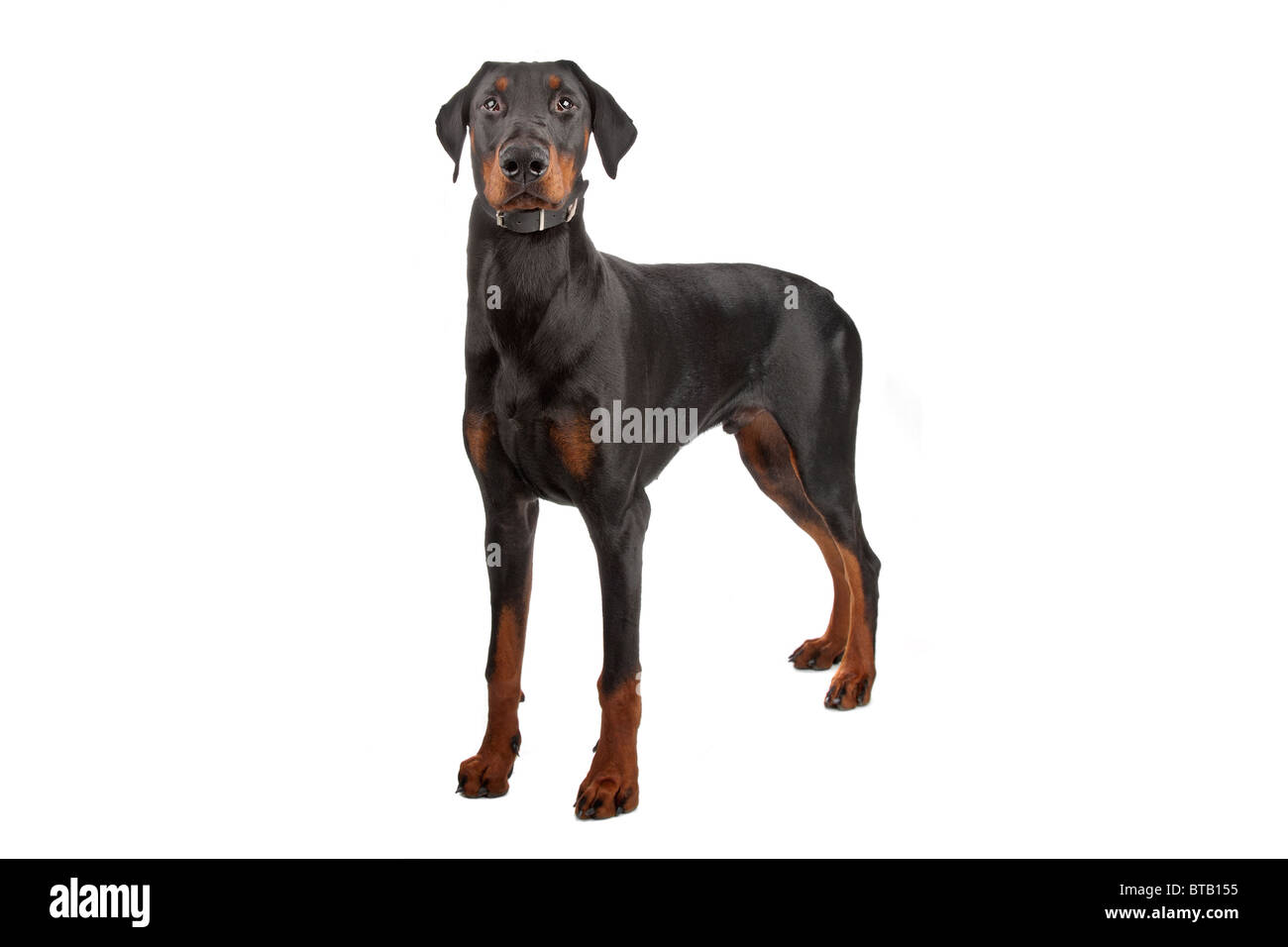 Dobermann Banque D'Images