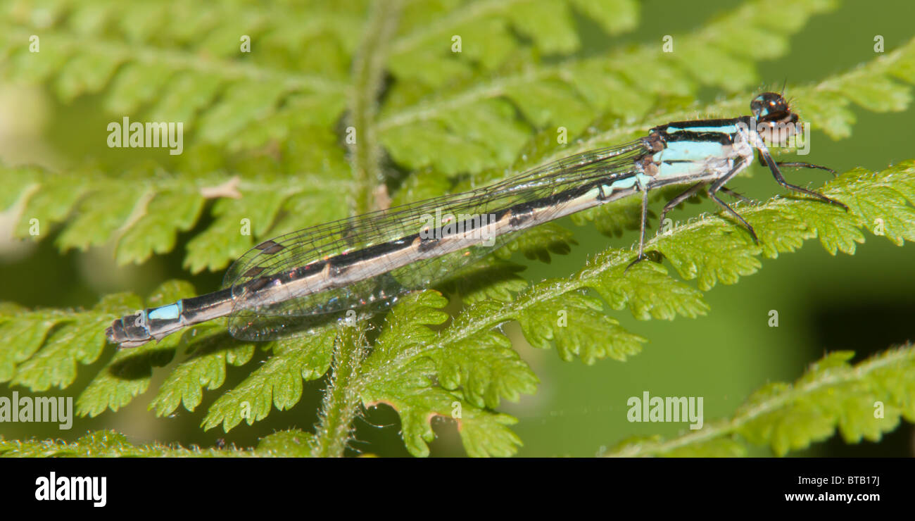 Bluet d'écrémage (Enallagma geminatum) Libellule - Femelle Banque D'Images