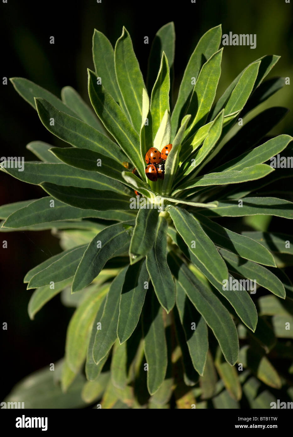 Un groupe de sept place coccinelles mise à l'abri de gelées d'automne entre les feuilles d'Euphorbia characias Banque D'Images