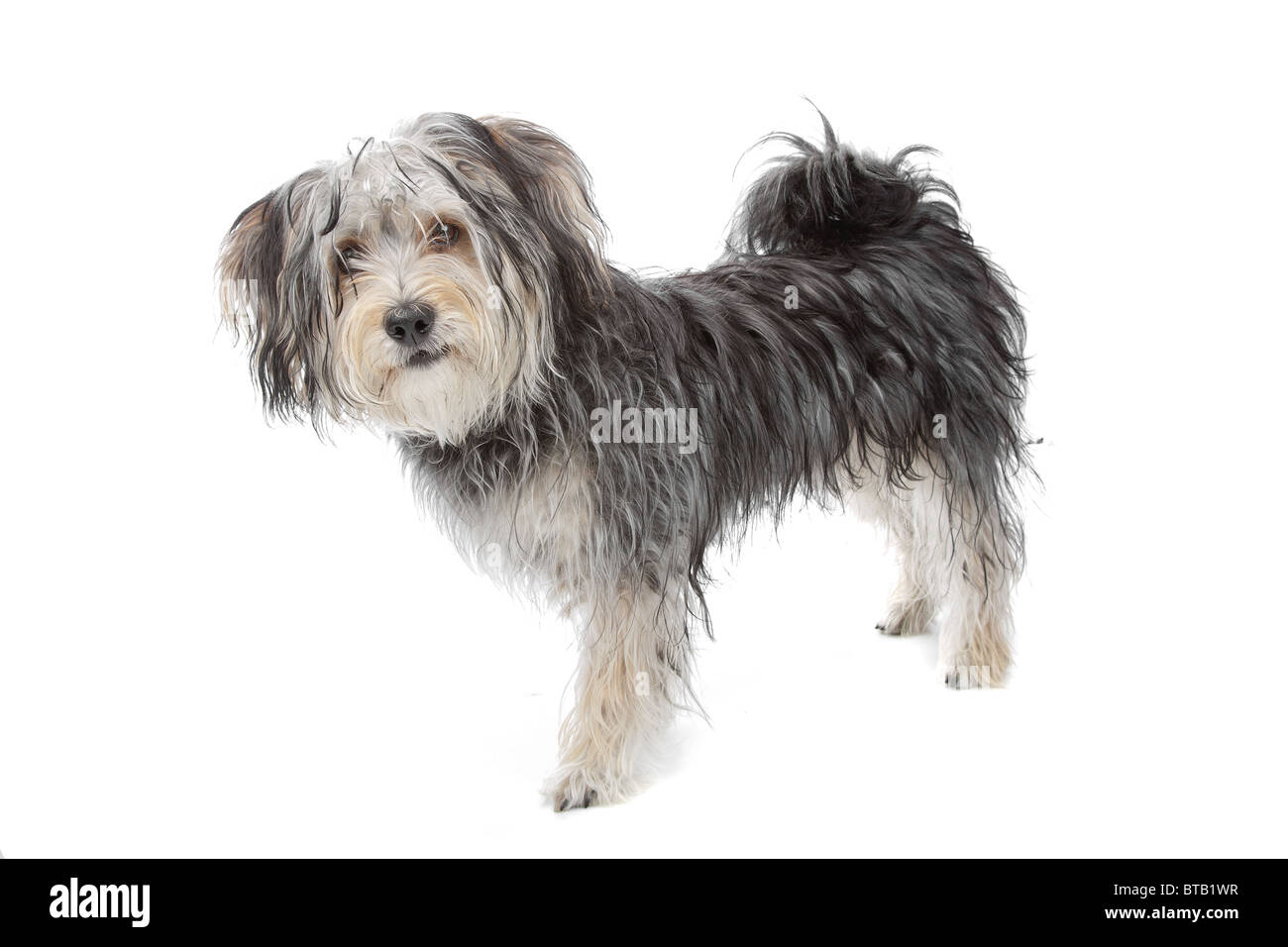 Mixed breed dog / yorkshire terrier maltais Banque D'Images
