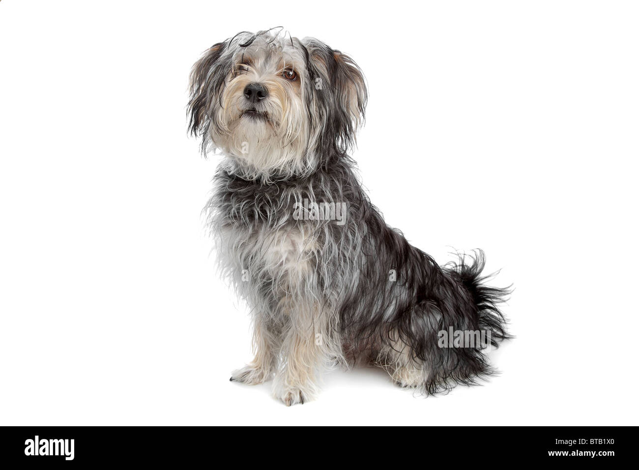 Mixed breed dog / yorkshire terrier maltais Banque D'Images