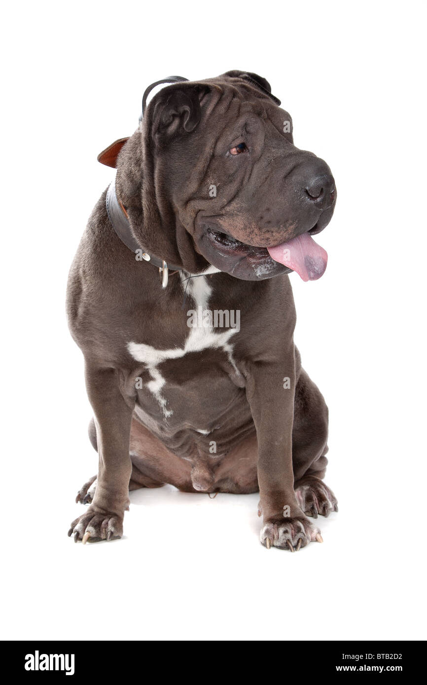 Chinese Shar-pei Banque D'Images