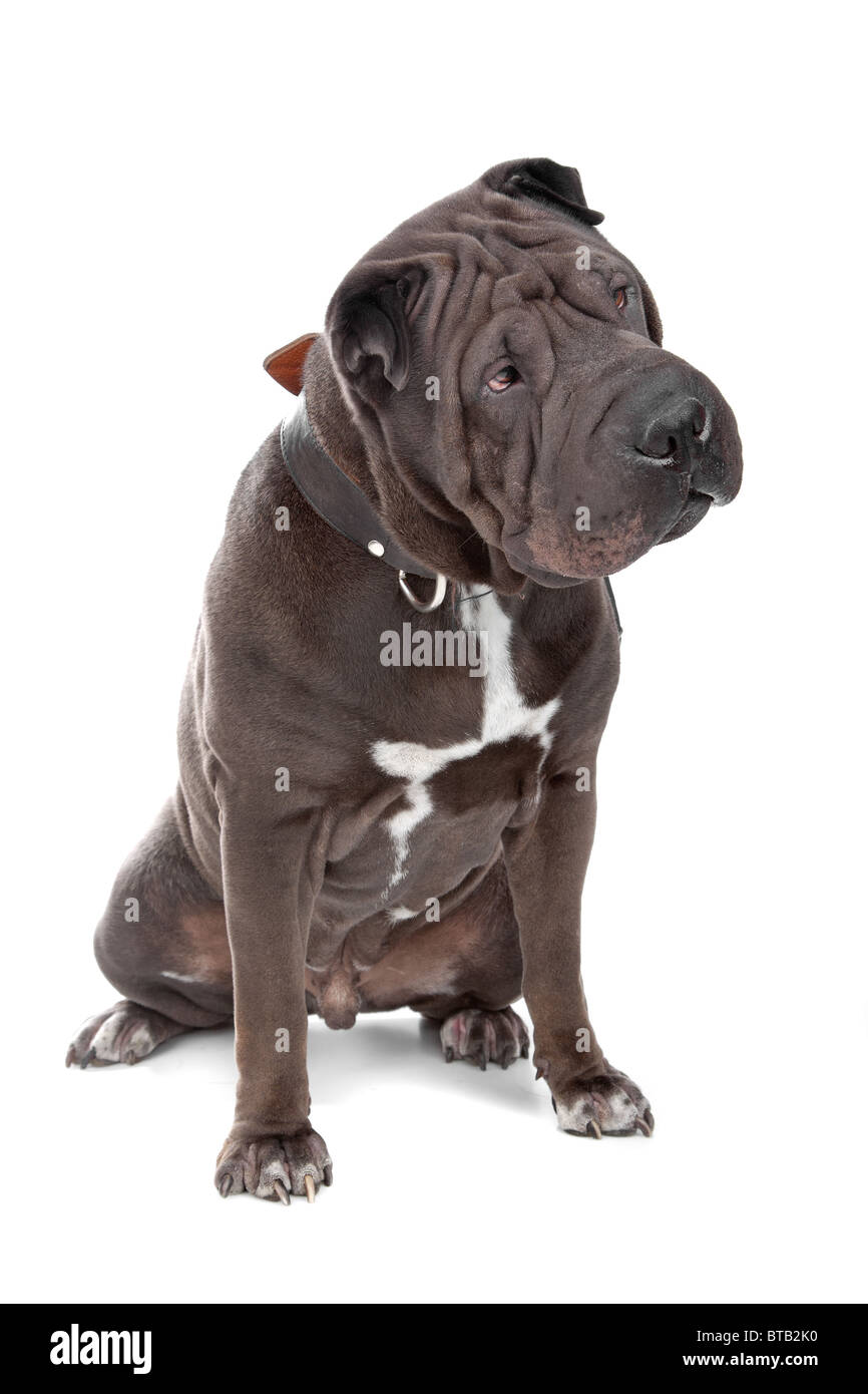 Chinese Shar-pei Banque D'Images