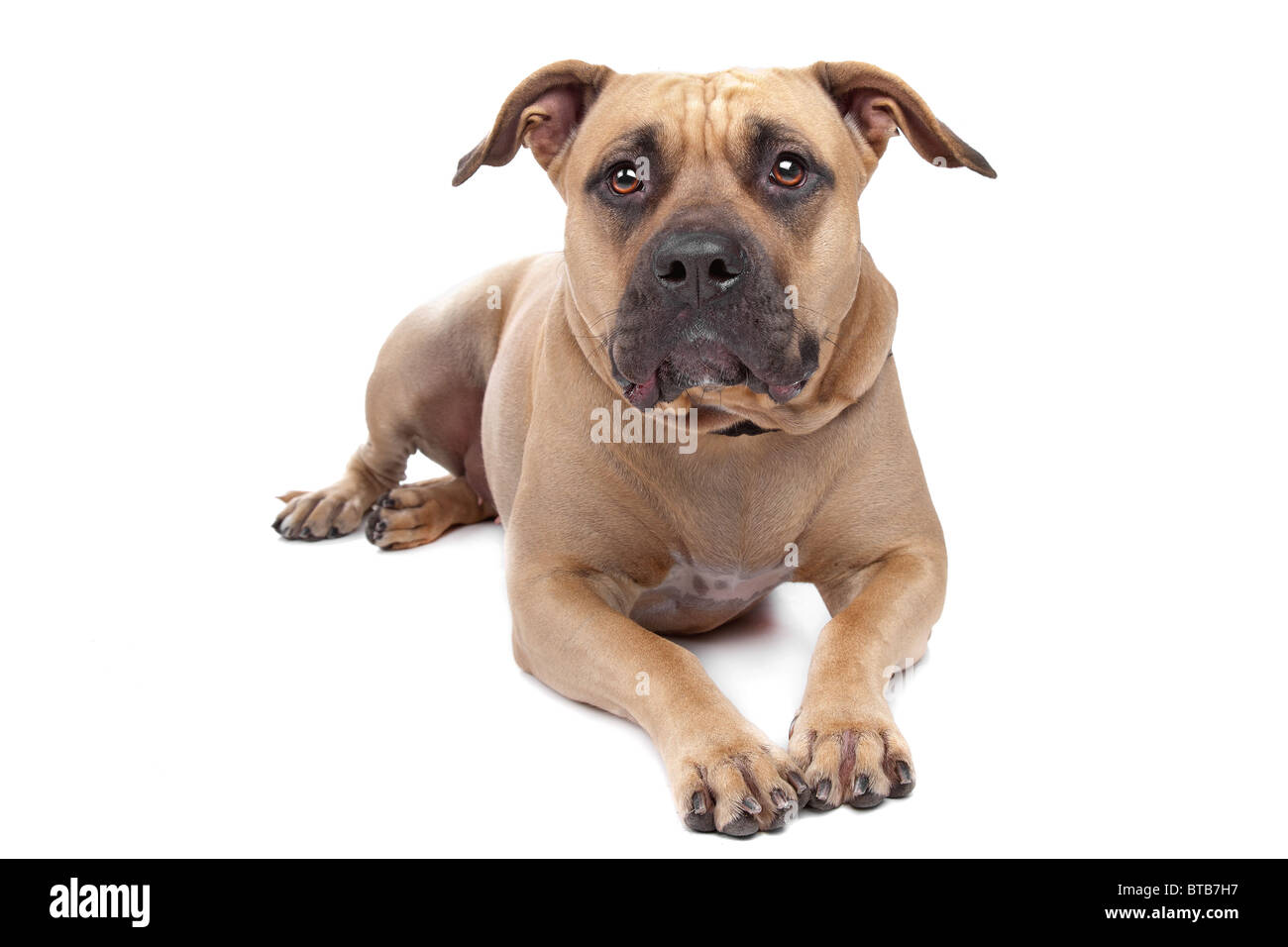 American Staffordshire Terrier Banque D'Images
