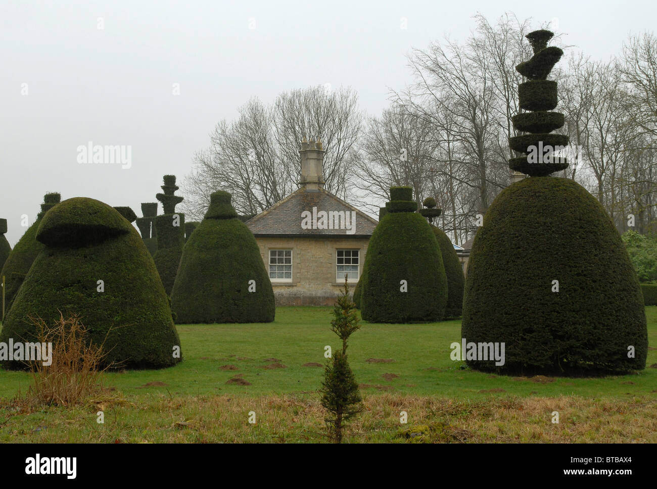 Yew Tree à topiaire Clipsham, Rutland Banque D'Images