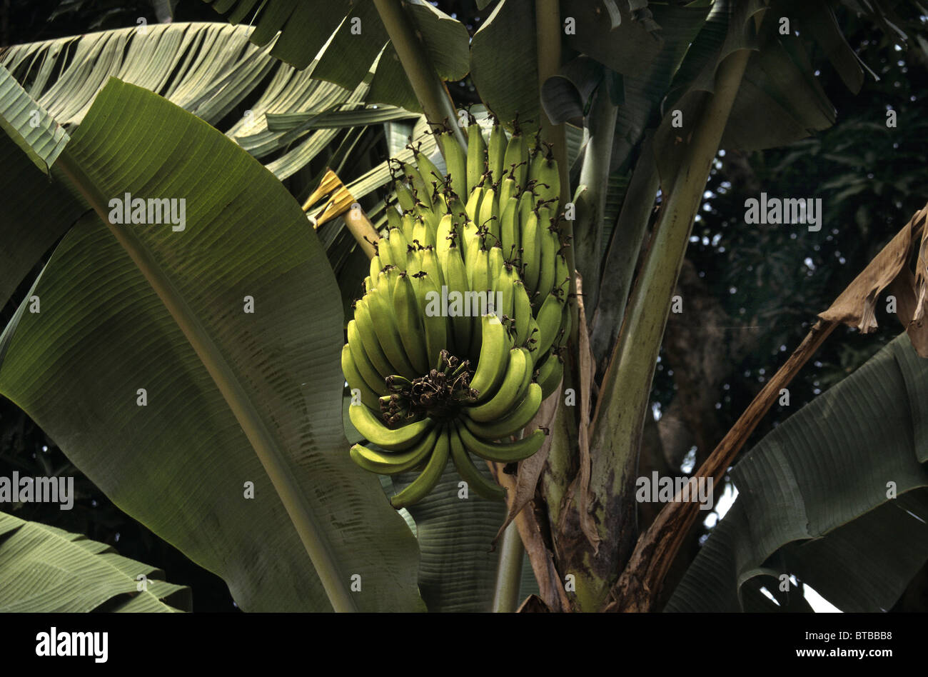 Les bananes en Ouganda Banque D'Images