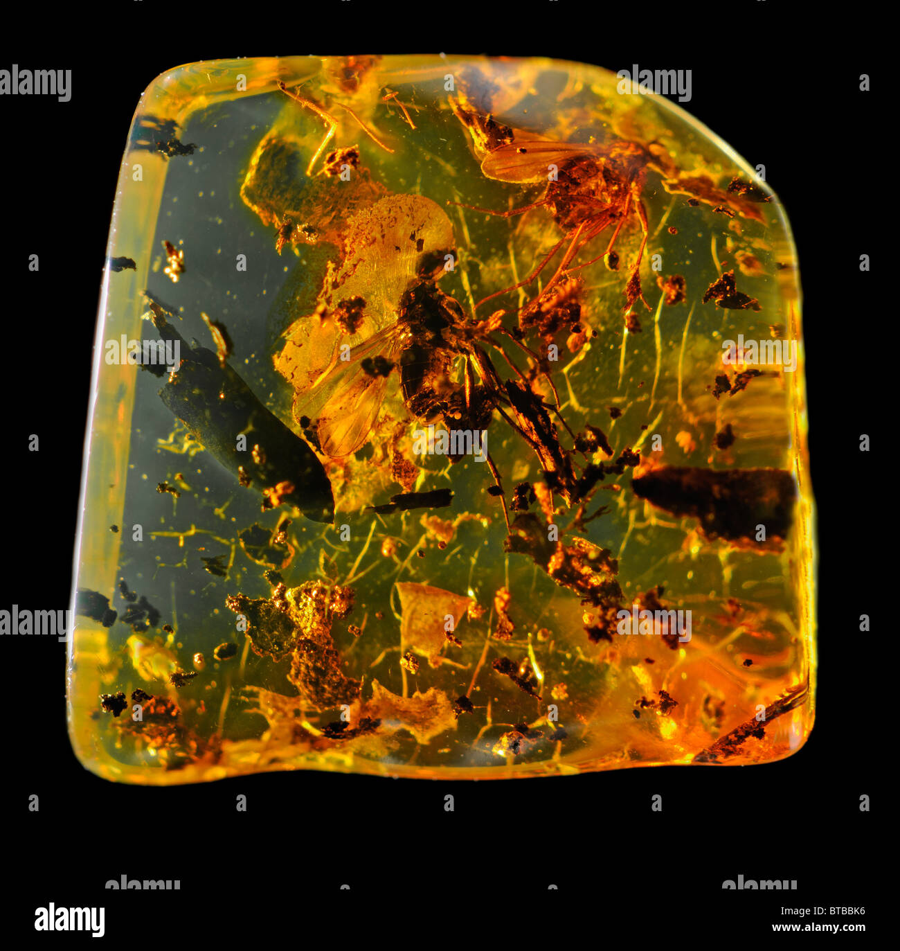 Mouches préhistoriques et de débris végétaux préservés dans l'ambre de la Baltique (de Lituanie) Banque D'Images