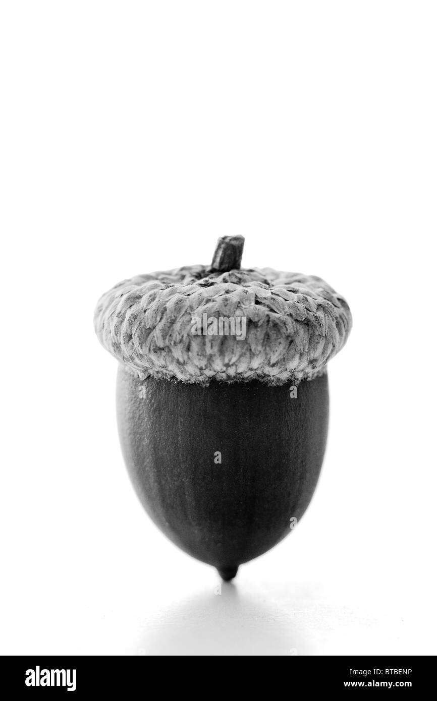 Portrait d'un gland Banque D'Images