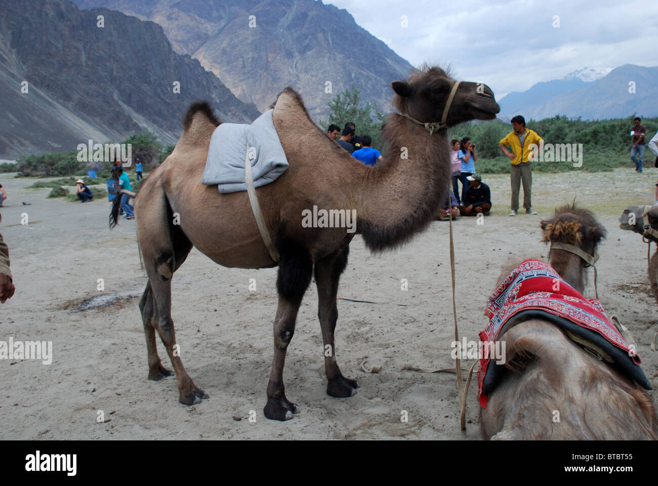 Holis Bloes Camel