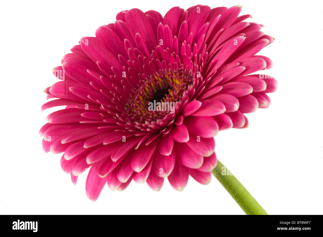 Gerbera rose Flower Daisy découper sur fond blanc Close up Banque D'Images