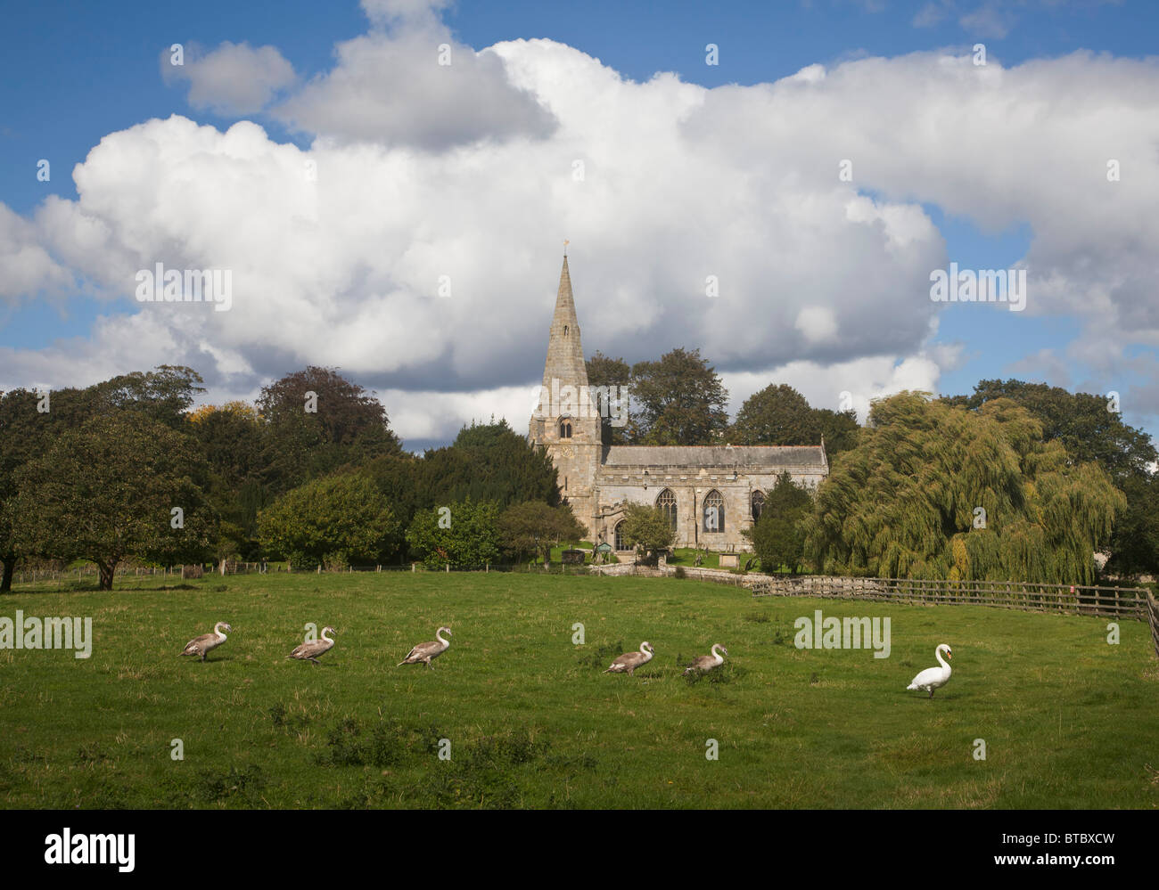 Swan avec signet's en face de l'église du Saint à Brompton par Sawdon, Yorkshire du Nord. Banque D'Images