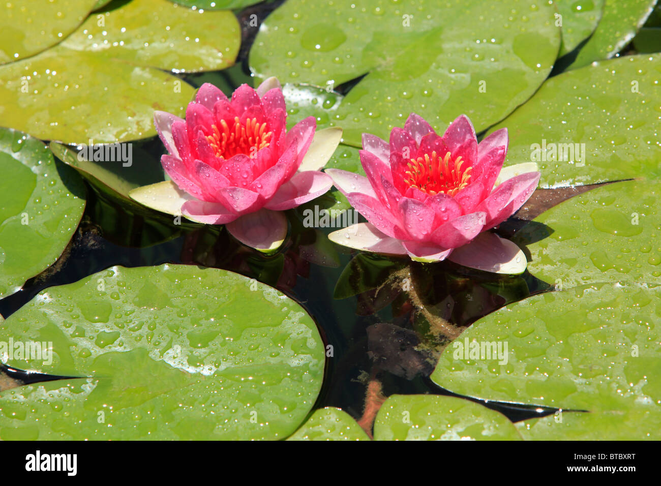 Nénuphars roses (Nymphaeaceae) dans les jardins du Château des Rois Chrétiens à Cordoba, Espagne Banque D'Images