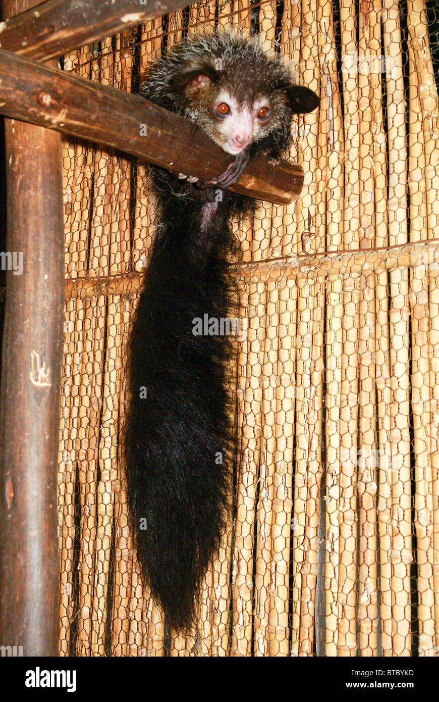 En captivité, Madagascar Lemur (Daubentonia madagascariensis Aye-Aye) Banque D'Images