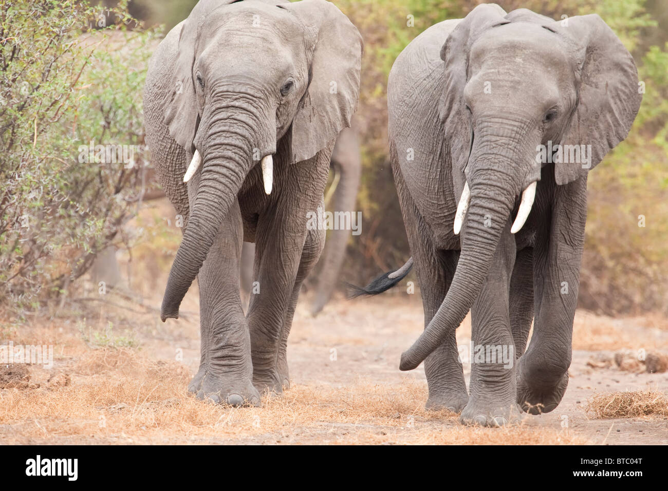 L'éléphant africain (Loxodonta africana) deux éléphants marchant ensemble synchronisé à Mashatu Botswana l'Afrique. Banque D'Images