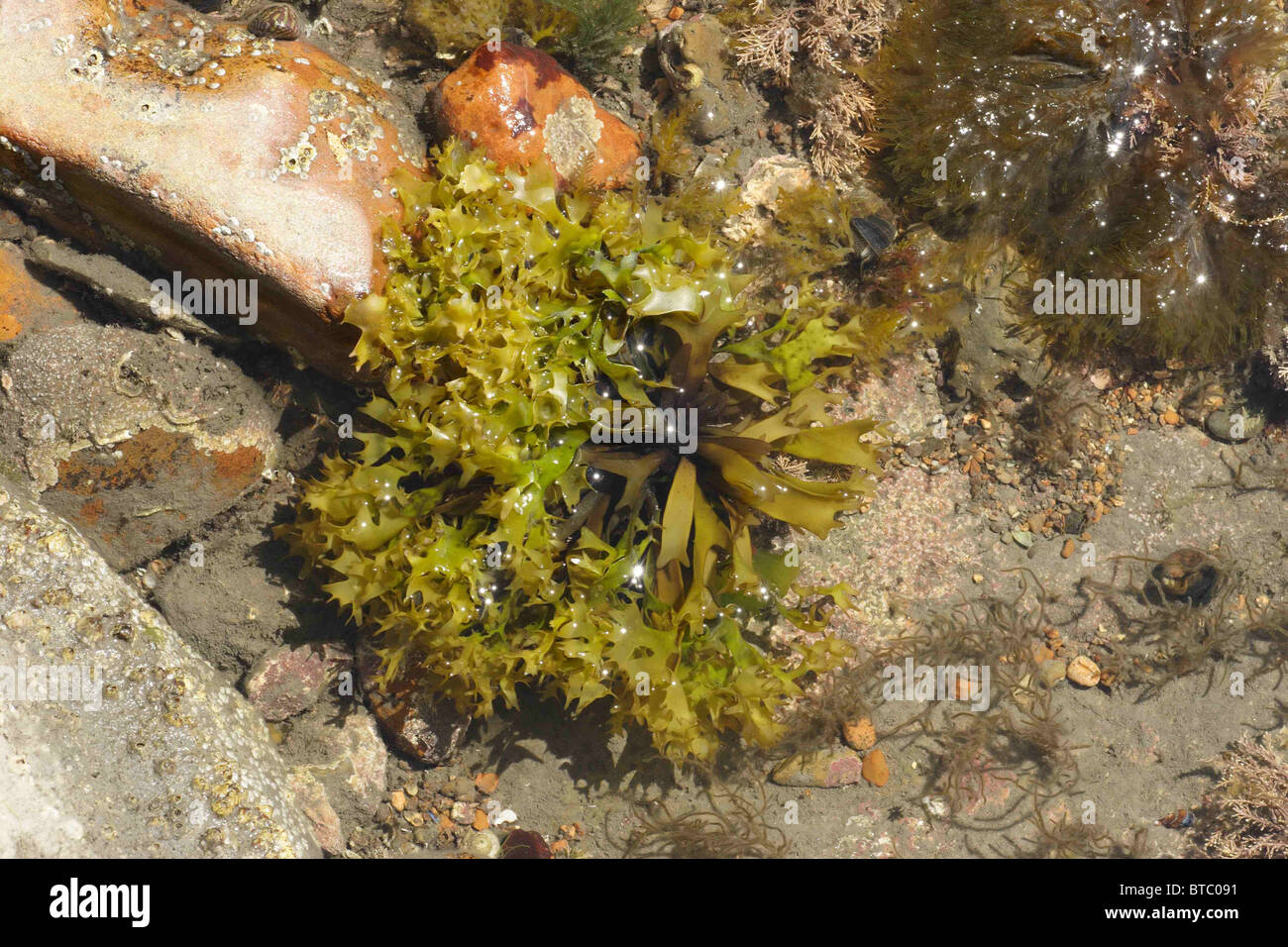 Fausse mousse, Mastrocarpus stellatus. Dans rockpool, Lyme Regis Dorset. Mai. Banque D'Images