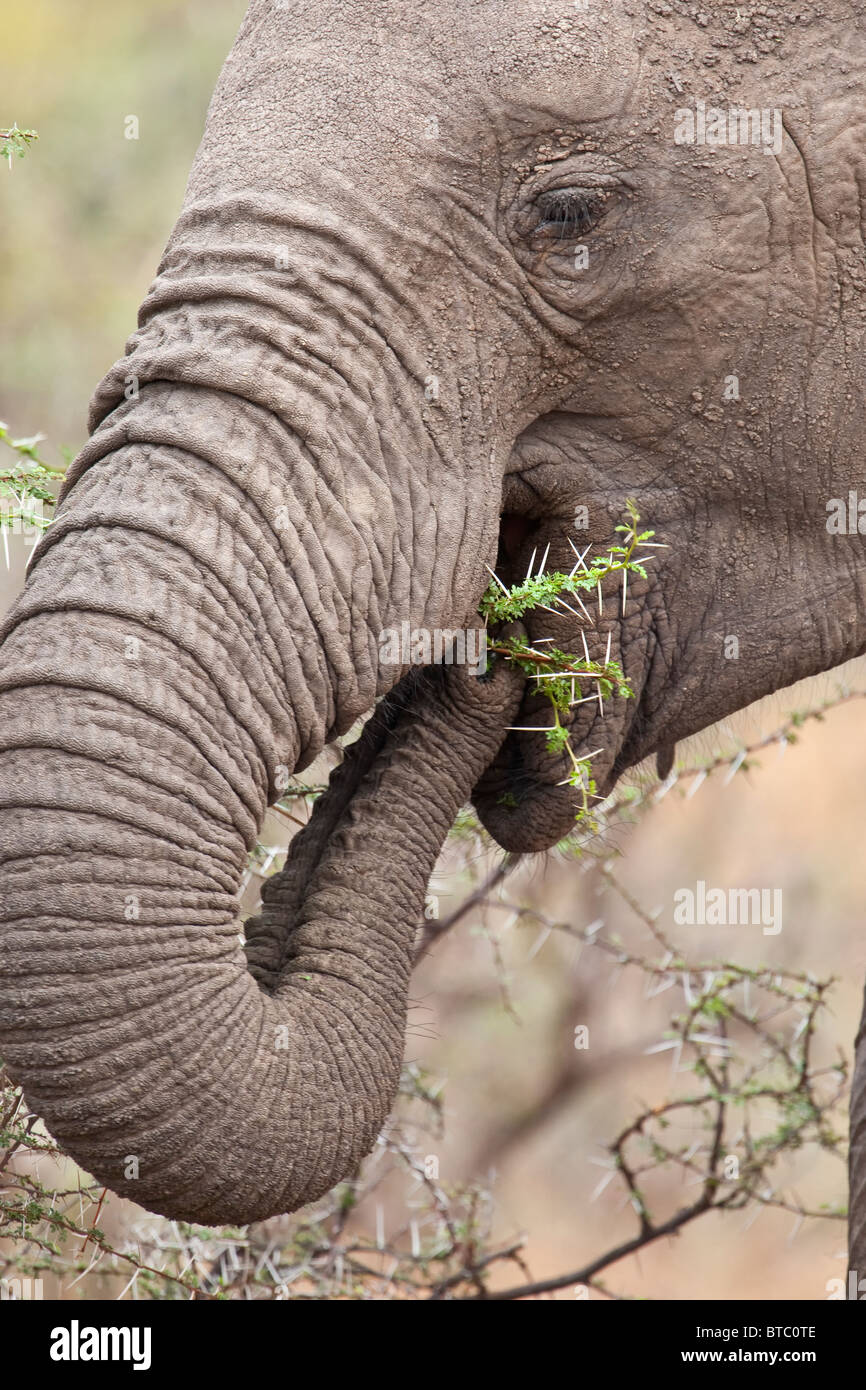 L'éléphant africain (Loxodonta africana) manger une branche d'un acacia dans Mashatu Afrique Botswana Banque D'Images