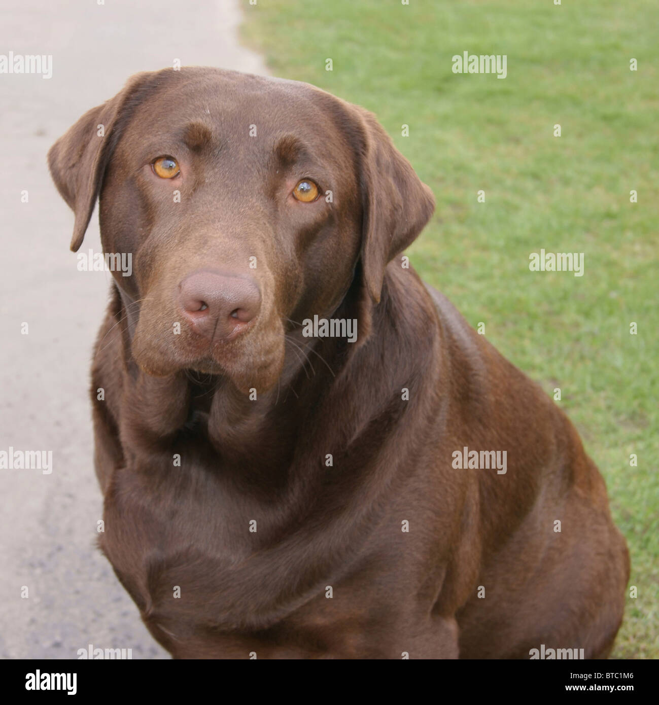 Triste à la labrador chocolat Banque D'Images
