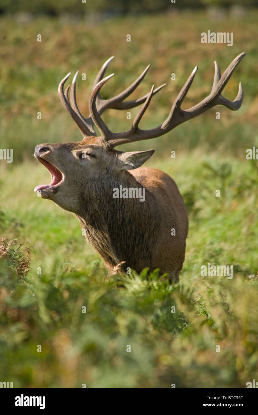 Red Deer Stag aboie pendant l'automne de l'Ornière Banque D'Images