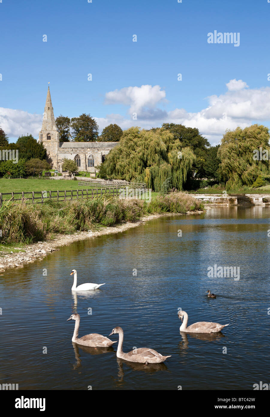 Swan avec signet sur les étangs de Brompton en face de l'église du Saint à Brompton par Sawdon, Yorkshire du Nord. Banque D'Images