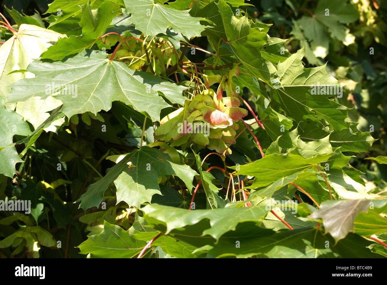 Le sycomore dans tous leurs fruits. Banque D'Images