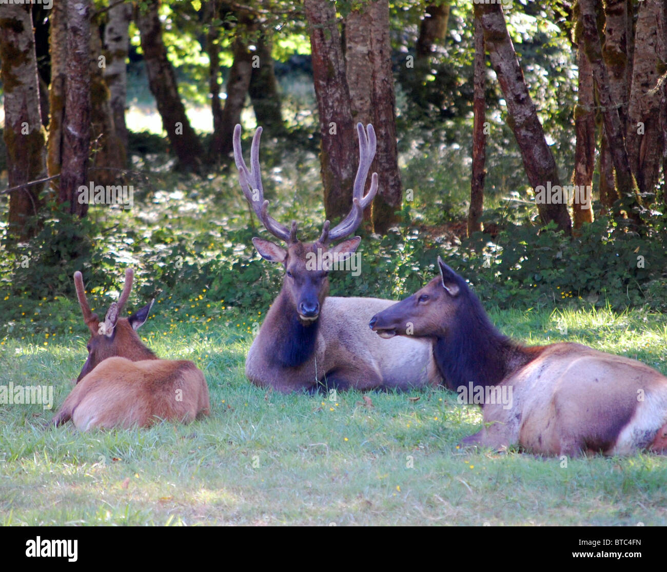 Le wapiti de Roosevelt relaxing Banque D'Images