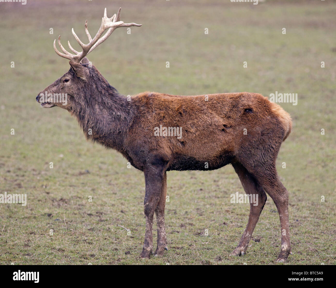 Red Deer (Cervus elaphus) Stag Banque D'Images
