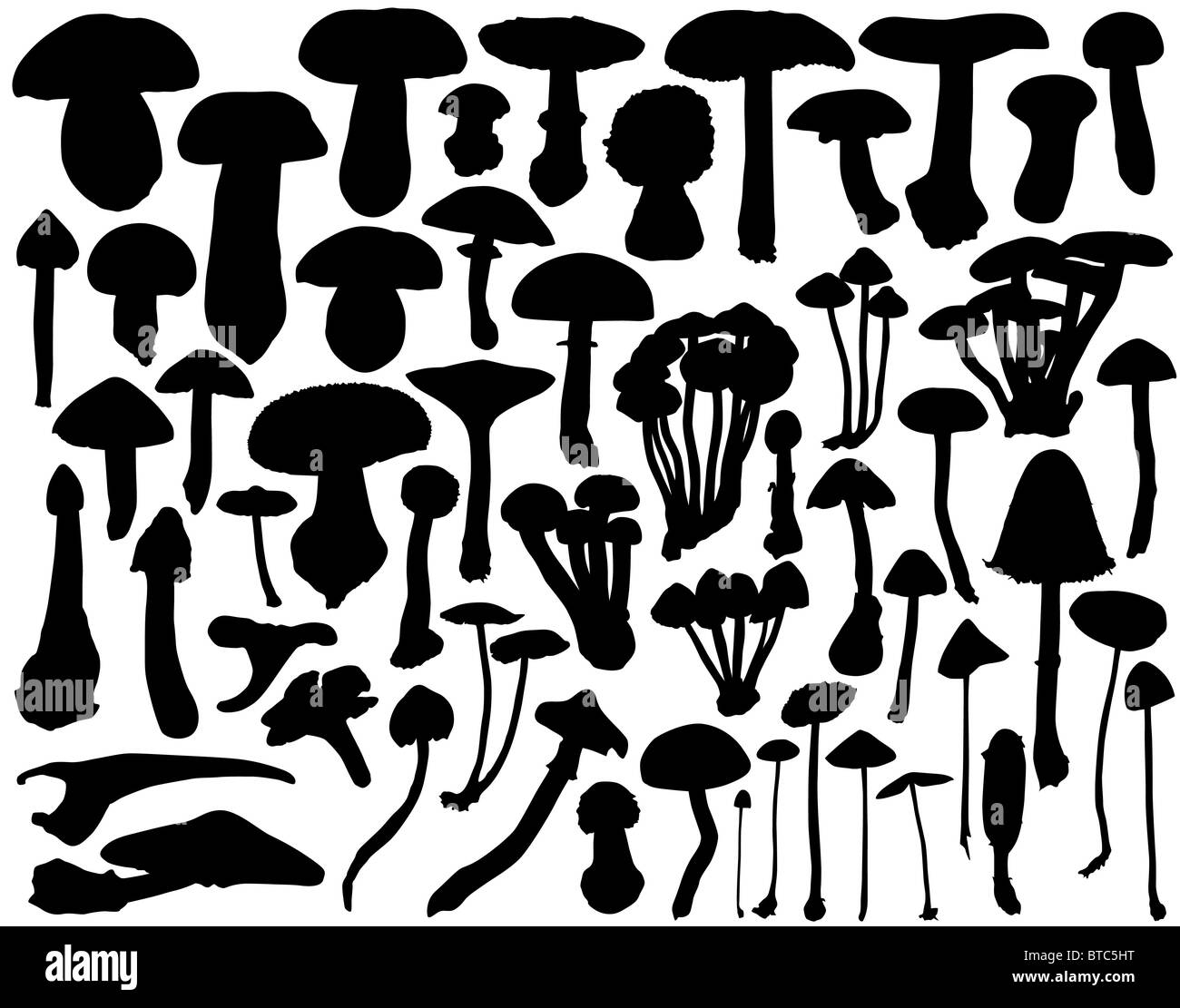 Collection de champignons et d'toadstool décrit Banque D'Images